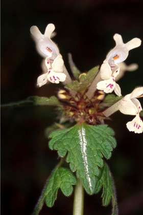 Lamium bifidum / Falsa-Ortica bifida